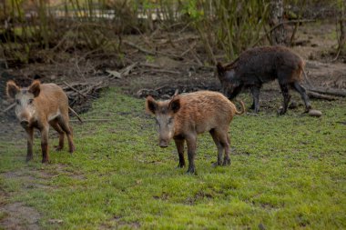 Sidik Hogs aile grubu ot gıda birlikte yeme otlatma.