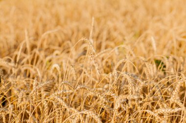 Yazın sonunda tamamen olgunlaşmış buğday tarlaları