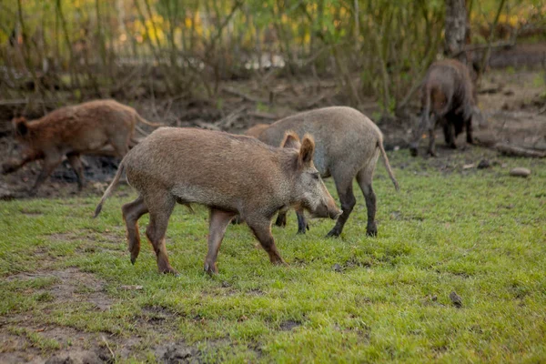 Rodzina Grupa z wart Hogs wypas jedzenie trawa jedzenie razem. — Zdjęcie stockowe