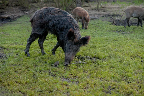 Familia Grupo de Wart Hogs Grazing Comer Hierba Alimentos Juntos . —  Fotos de Stock