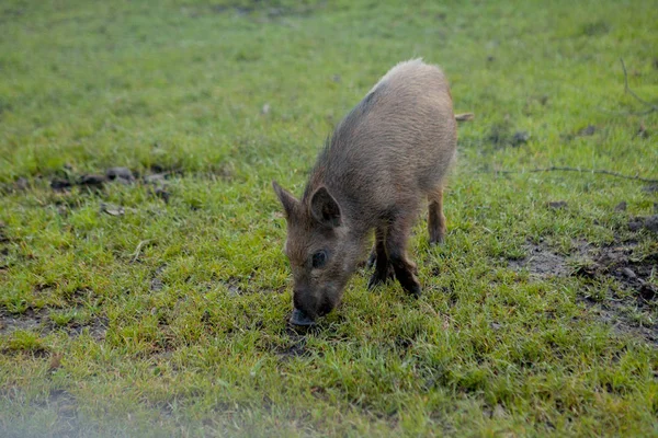 Cerdo pequeño salvaje pastando contento en la hierba — Foto de Stock