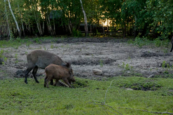 Familia Grupo de Wart Hogs Grazing Comer Hierba Alimentos Juntos . —  Fotos de Stock