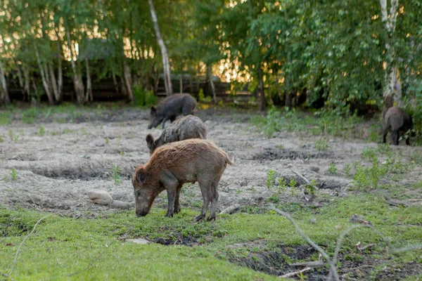 Rodzina Grupa z wart Hogs wypas jedzenie trawa jedzenie razem. — Zdjęcie stockowe