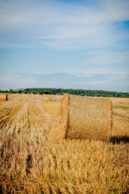 Sakal tarlasında sarı altın saman balyaları, bulutlu mavi gökyüzünün altında tarım tarlaları. Çayırda saman var. Kırsal doğa manzarası. Tahıl hasadı, hasat..