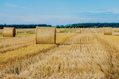 Sakal tarlasında sarı altın saman balyaları, bulutlu mavi gökyüzünün altında tarım tarlaları. Çayırda saman var. Kırsal doğa manzarası. Tahıl hasadı, hasat..