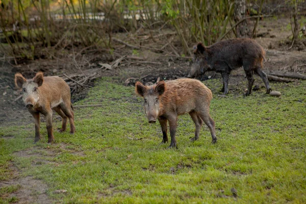 Groupe familial de porcs verruqueux broutant de l'herbe à manger ensemble . — Photo