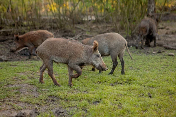 Groupe familial de porcs verruqueux broutant de l'herbe à manger ensemble . — Photo