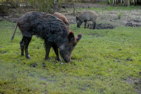 Cerdo pequeño salvaje pastando contento en la hierba —  Fotos de Stock