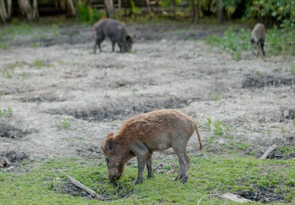 Rodzina Grupa z wart Hogs wypas jedzenie trawa jedzenie razem. — Zdjęcie stockowe