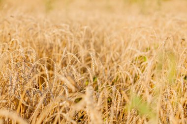Yazın sonunda tamamen olgunlaşmış buğday tarlaları