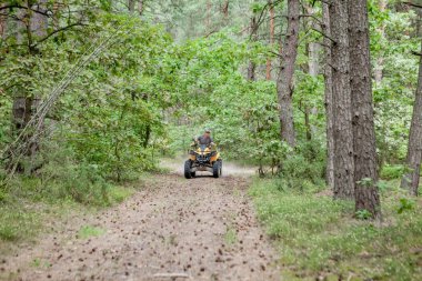 Sarı dörtlü Atv'ye binen adam kumlu bir ormanda tüm arazi aracına biniyor. Ekstrem spor hareketi, macera, turistik.