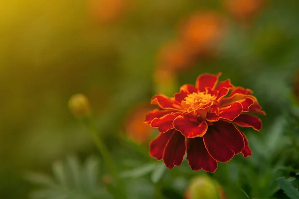 Detailní záběr z krásné oranžové žlutý měsíček květ, okvětní lístky s přechody účinek, makro měsíček květ postel slunečný den v létě koncepce — Stock fotografie