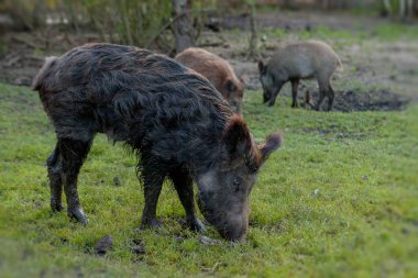 Yabani küçük domuz otla besleniyor.