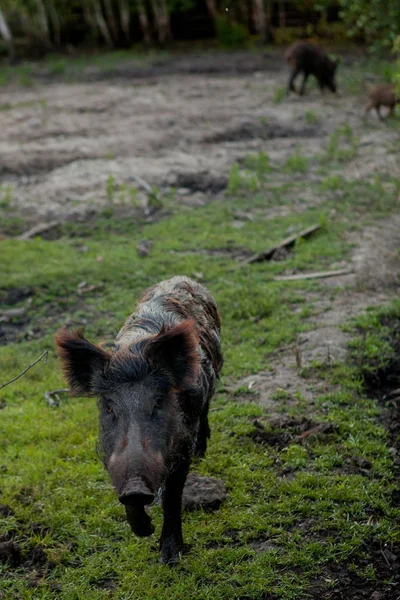 Sidik Hogs aile grubu ot gıda birlikte yeme otlatma. — Stok fotoğraf