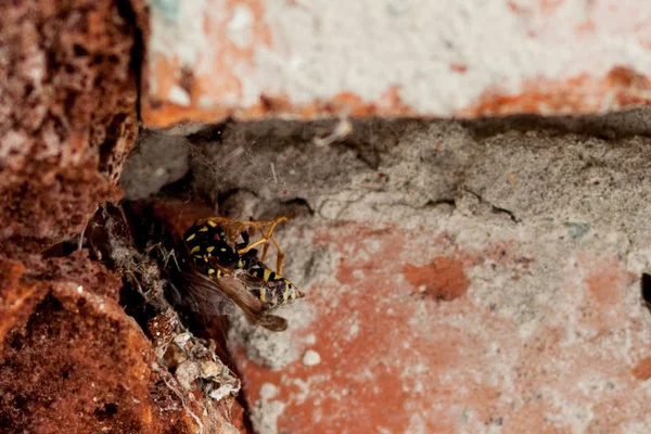 Nahaufnahme einer kleinen Biene im Spinnennetz. — Stockfoto