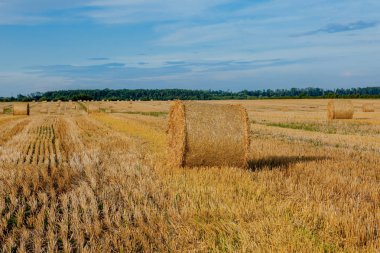 Sakal alanında saman sarı altın saman balya, tarım