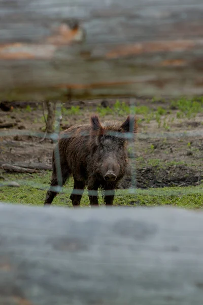 Warzenschweine auf der Weide fressen gemeinsam Grasfutter. — Stockfoto
