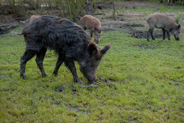 Sidik Hogs aile grubu ot gıda birlikte yeme otlatma.