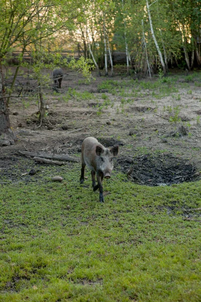 Wild small pig contentedly grazing on grass — Stock Photo, Image