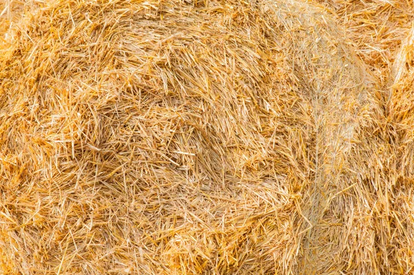 sıcak bir yaz gününde sarı saman doku çekim