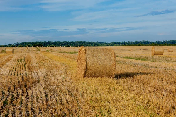 Sakal alanında saman sarı altın saman balya, tarım