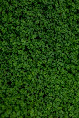 Ground Ivy, dokulu arka plan Full Frame shot