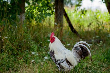 Çiftlikte renkli horoz, sokakta yürüyen güzel horozlar,Village eko kavramı
