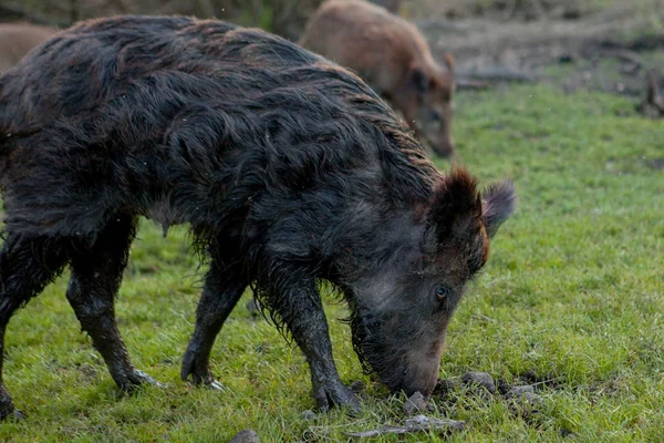 Familia Grupo de Wart Hogs Grazing Comer Hierba Alimentos Juntos . —  Fotos de Stock