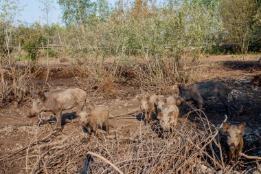 Yaz aylarında yiyecek arayan yaban domuzları