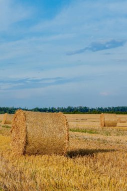 Sakal tarlasında sarı altın saman balyaları, bulutlu mavi gökyüzünün altında tarım tarlaları. Çayırda saman var. Kırsal doğa manzarası. Tahıl hasadı, hasat..