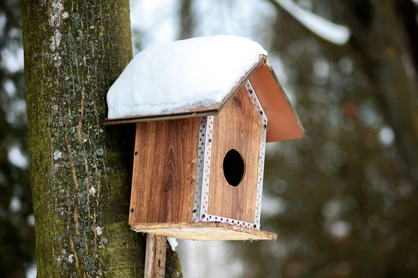Besleyici kar kış ormandaki kuşlar için — Stok fotoğraf
