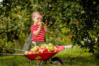 Bir çiftlikte elma toplama çocuk. Elma ağacı meyve bahçesinde oynarken küçük çocuk. Çocuk meyve toplar ve onları bir el arabası koyardım. Sonbaharda hasat sağlıklı meyve yeme bebek. Açık eğlenceli çocuklar için