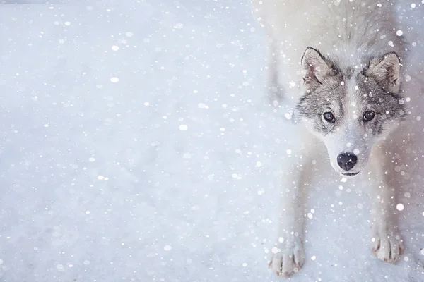 Husky Hund grau-weiß mit blauen Augen im Winter — Stockfoto