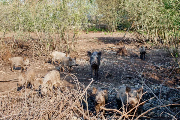 Jabalíes salvajes que buscan comida en verano —  Fotos de Stock