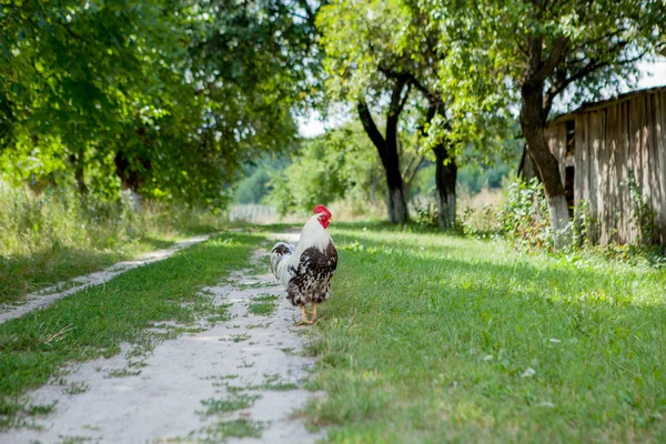 Πολύχρωμος κόκορας στο αγρόκτημα, όμορφα ρουδάκια που περπατούν στο δρόμο, Village Eco concept — Φωτογραφία Αρχείου