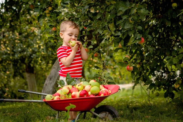 Un enfant cueillant des pommes dans une ferme. Petit garçon jouant dans un verger de pommiers. Les enfants cueillent des fruits et les mettent dans une brouette. Bébé mangeant des fruits sains à la récolte d'automne. Amusement extérieur pour les enfants — Photo
