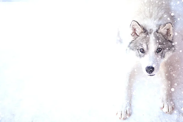 Husky σκυλί γκρι και λευκό χρώμα με μπλε μάτια το χειμώνα — Φωτογραφία Αρχείου
