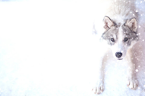 Husky dog grey and white colour with blue eyes in winter.