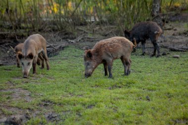 Sidik Hogs aile grubu ot gıda birlikte yeme otlatma.