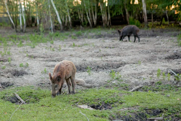 Rodzina Grupa z wart Hogs wypas jedzenie trawa jedzenie razem. — Zdjęcie stockowe