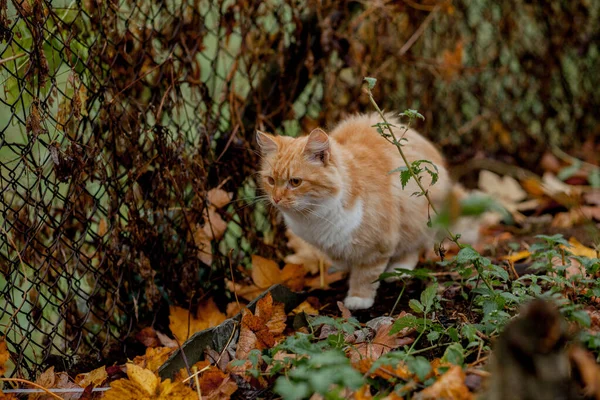 Όμορφη πορτοκαλί-άσπρη γάτα έρχεται εξωτερική στη φύση — Φωτογραφία Αρχείου