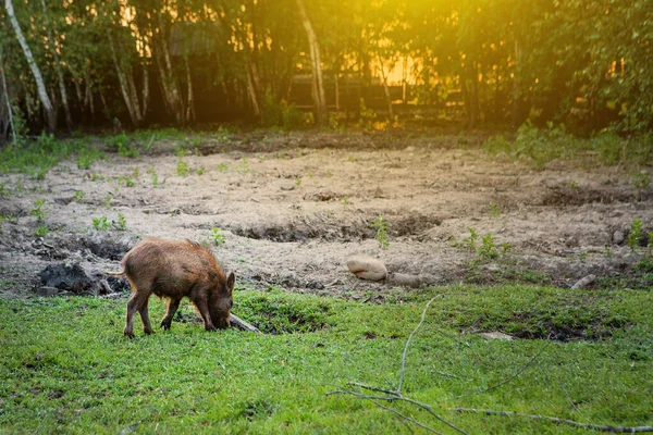 Cerdo pequeño salvaje pastando contento en la hierba —  Fotos de Stock