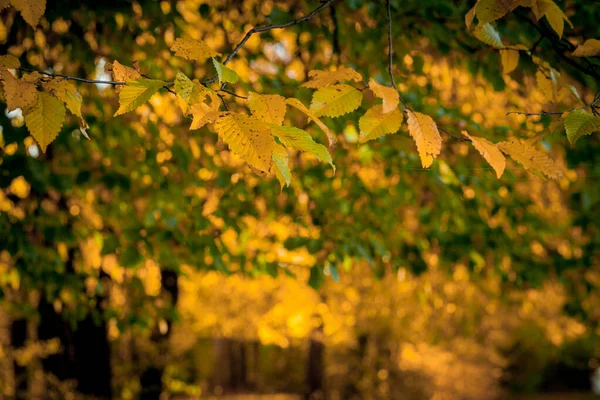 秋の休暇とぼやけた自然背景。公園内のカラフルな葉。紅葉｜秋のコンセプト — ストック写真