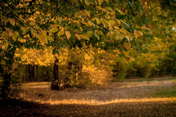 Herbstlaub und verschwommener Naturhintergrund. buntes Laub in — Stockfoto