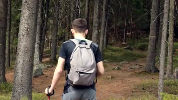 Close Hands Active Male Holding Trekking Poles Going Spring Forest — Stock Video