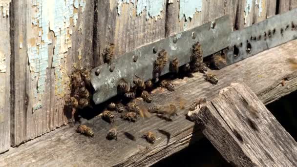 Vue Rapprochée Des Abeilles Actives Qui Apportent Pollen Fleurs Ruche — Video