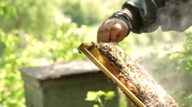 Arıcı elinde arılar olan bir bal çerçevesi tutuyor. Arıcı iş başında, fazla bal peteğini kaldırıyor.