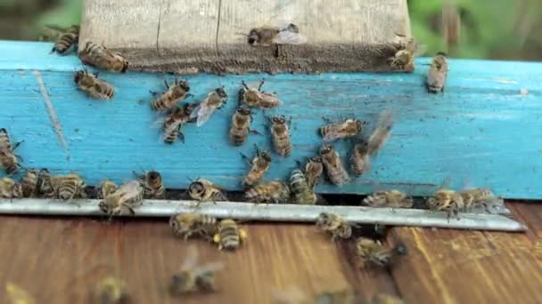 Bienenwaben Planke Mit Bienenwaben Aus Dem Bienenstock Honigbiene Honigbienen Der — Stockvideo
