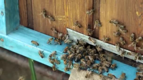 Bijenhoningraat Plank Met Honingraat Uit Korf Honingbij Honingbijen Bijenstal — Stockvideo