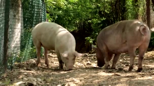 Les porcs marchent sur la route à la campagne